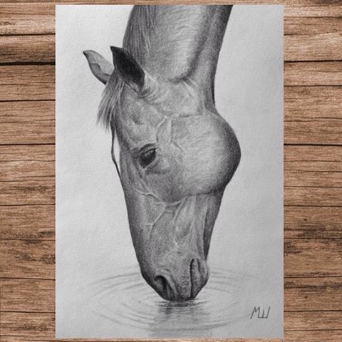 480x480 horse drinking water - Drinking Water Drawing