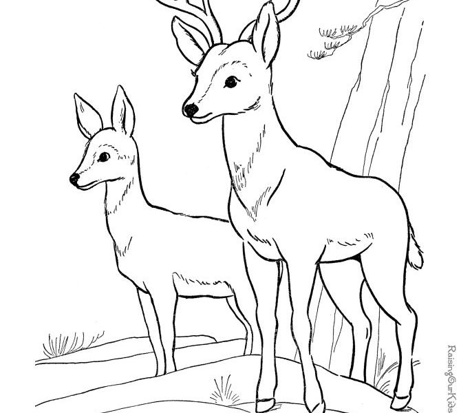 670x600 hunting pictures to color deer drinking water drawing - Drinking Water Drawing