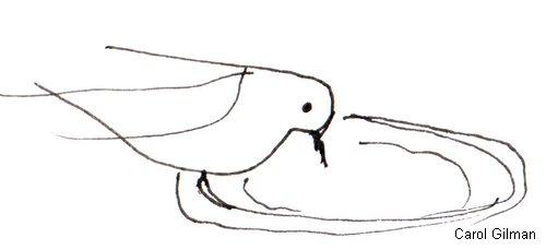 500x229 Dove Drinking Water Archives - Drinking Water Drawing