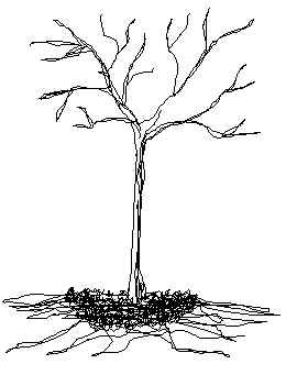 260x351  - Dry Drawing