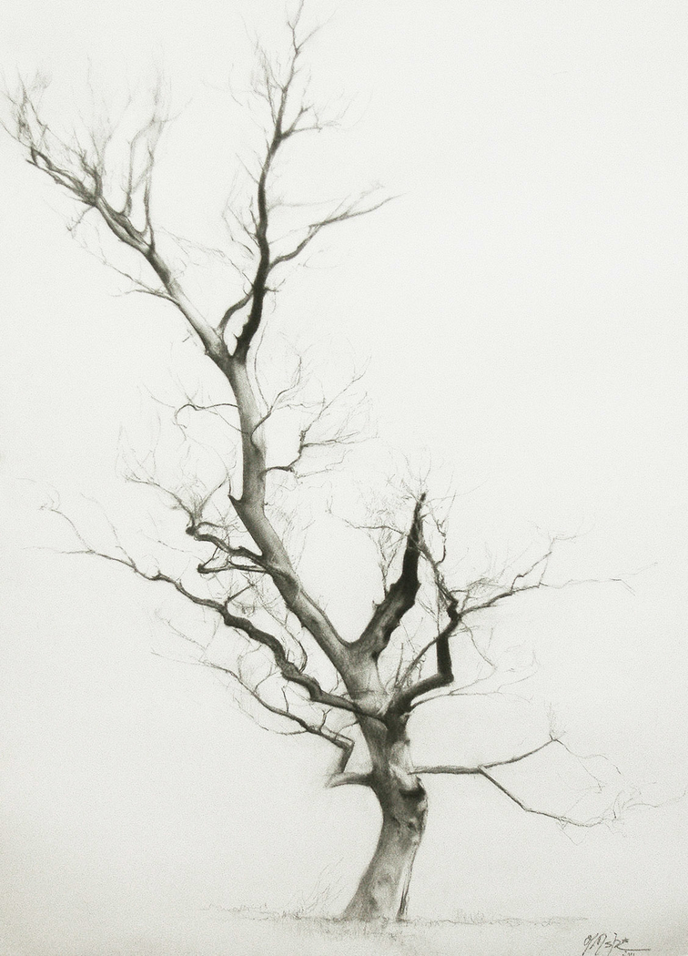 756x1050 Dry Tree Miguel Angel Oyarbide - Dry Tree Drawing