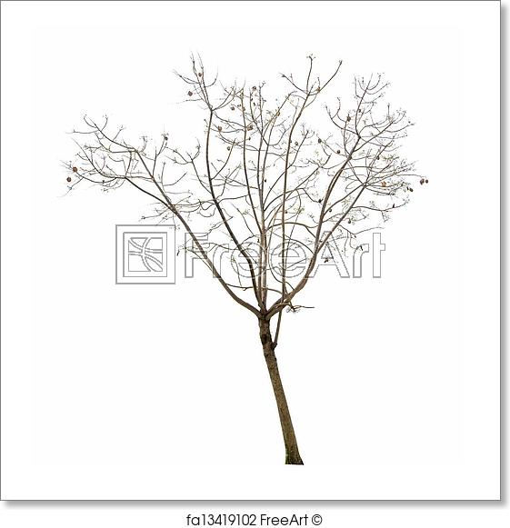 561x581 Free Art Print Of Dry Tree Freeart - Dry Tree Drawing
