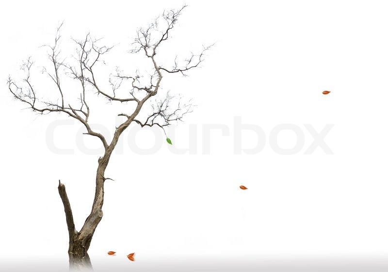 800x560 The Last Leaf Of Dead And Dry Tree Stock Photo Colourbox - Dry Tree Drawing