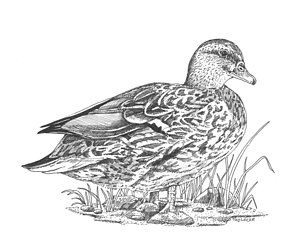 Duck Call Drawings at PaintingValley.com | Explore collection of Duck ...