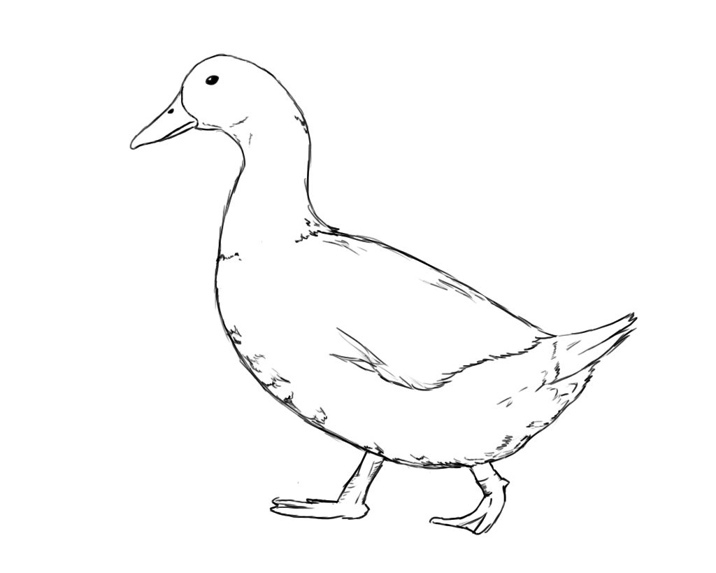 1024x819 how to draw a duck drawing tutorials videos drawings, duck - Duck Drawing