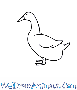 300x350 How To Draw A Duck - Duck Drawing