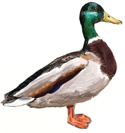 405x429 How To Draw A Duck - Duck Drawing