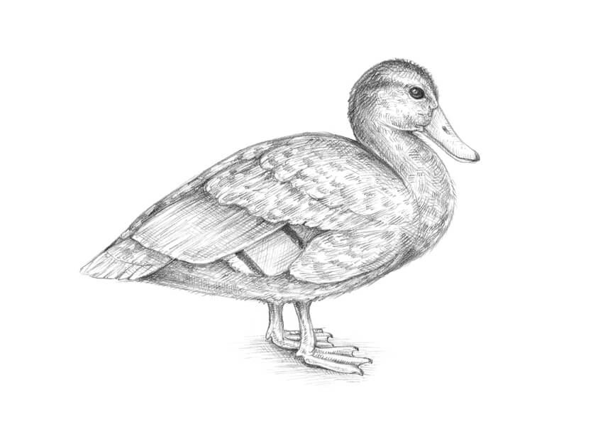 850x597 How To Draw A Duck - Duck Drawing
