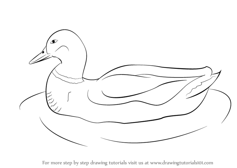 800x566 Learn How To Draw A Duck - Duck Drawing