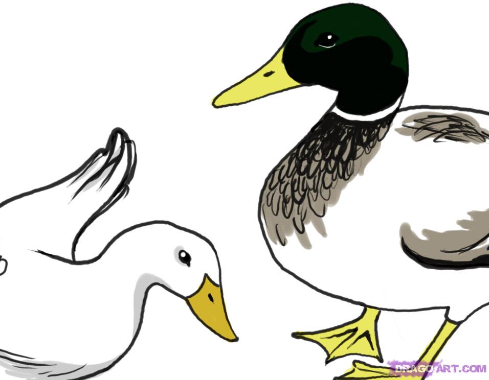 Duck Drawing Easy At Paintingvalley Com Explore Collection Of