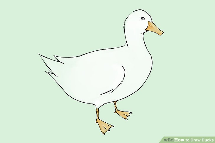 728x485 How To Draw Ducks - Duck Drawing Easy
