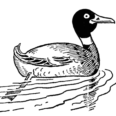 400x400 How To Draw Ducks With Easy Step - Duck Drawing Easy