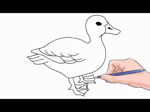 480x360 How To Draw A Duck Easy Step - Duck Drawing Easy