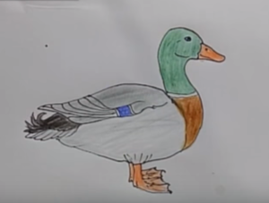 300x227 How To Draw A Duck Step - Duck Drawing Easy