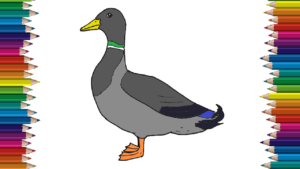 300x169 How To Draw A Mallard Duck Step - Duck Drawing Easy