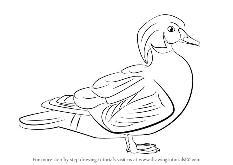 800x565 Learn How To Draw A Wood Duck - Duck Drawing Easy