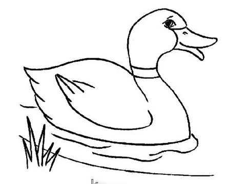 480x360 How To Draw Duck For Kids Very Easy Step - Duck Drawing Easy
