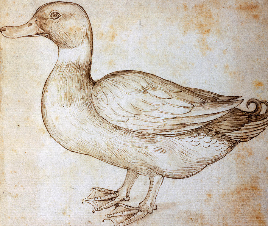 900x760 Duck Drawing - Duck Drawing Images
