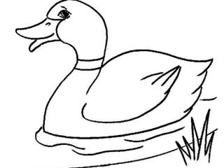 320x240 Duck - Duck Drawing Images
