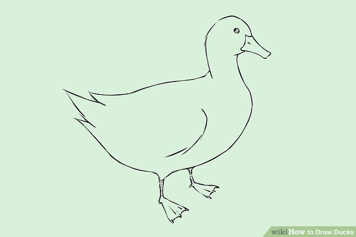 728x485 How To Draw Ducks - Duck Drawing Images