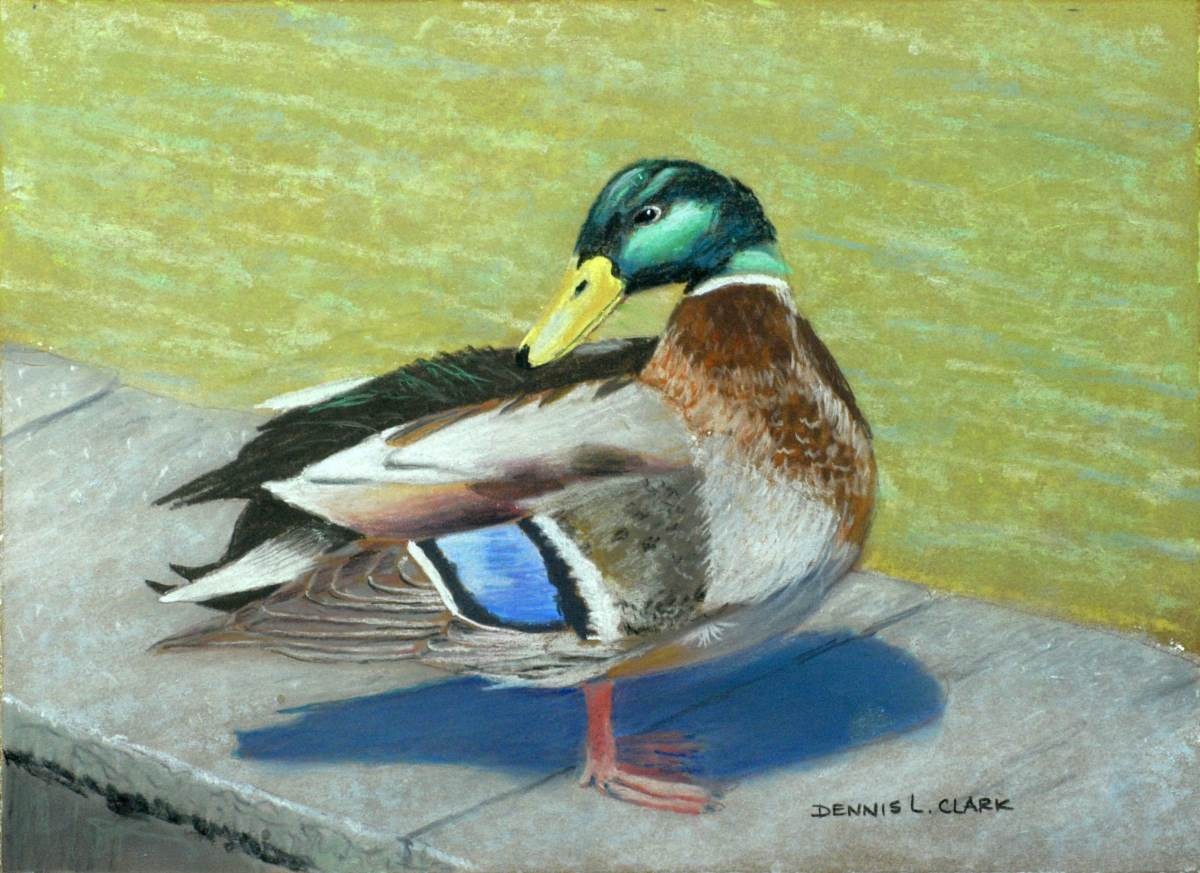 1200x873 How To Draw Mallard Duck - Duck Drawing Images
