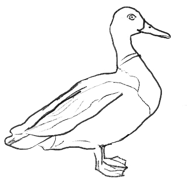 366x359 How To Draw A Duck - Duck Drawing Images