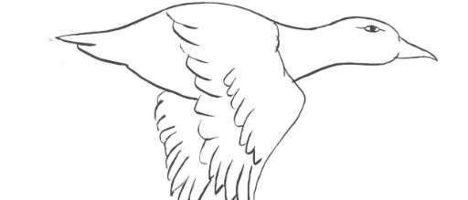 512x219 How To Draw A Duck - Duck Drawing Images