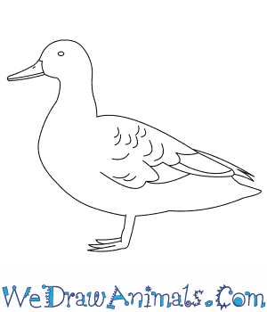 300x350 How To Draw An American Black Duck - Duck Drawing Images