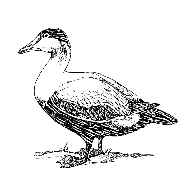630x630 Elder Duck Drawing - Duck Drawing Kids