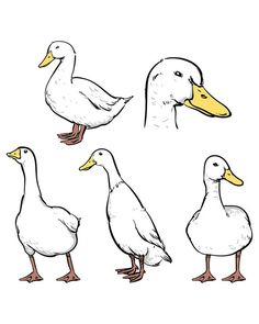 236x295 How To Draw A Duck - Duck Drawing Kids