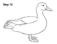 236x182 how to draw a duck draw duck drawing, drawings, bird drawings - Duck Drawing Kids