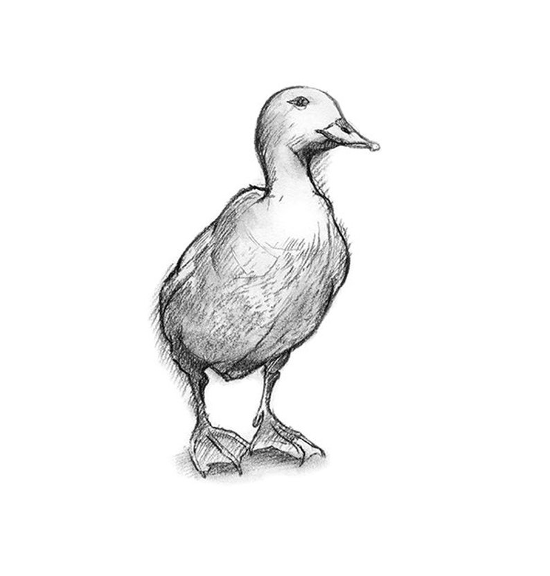 794x832 duck drawing nursery decor duck print from charcoal drawing etsy - Duck Drawing Kids