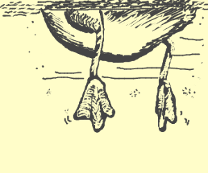 300x250 Duck Feet! Drawing - Duck Feet Drawing
