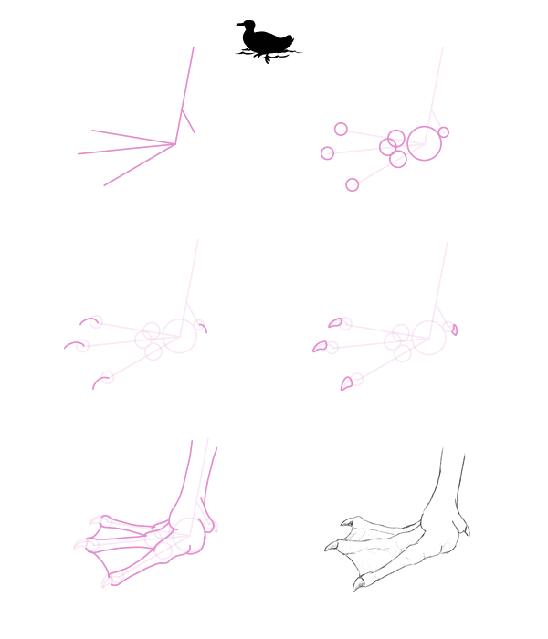 600x700 How To Draw Animals Birds, Their Anatomy And How To Draw Them - Duck Feet Drawing