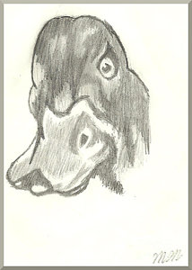 214x300 Duck Head Drawings Fine Art America - Duck Head Drawing