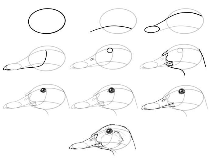 700x534 How To Draw Birds Step - Duck Head Drawing