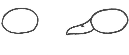 512x219 How To Draw A Duck - Duck Head Drawing