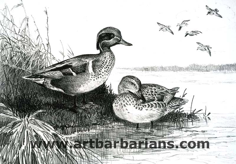 Duck Hunting Drawings