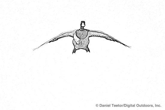 550x367 Duck Cupped Wings Drawing - Duck Hunting Drawings