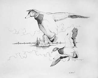 325x258 duck hunting drawing - Duck Hunting Drawings