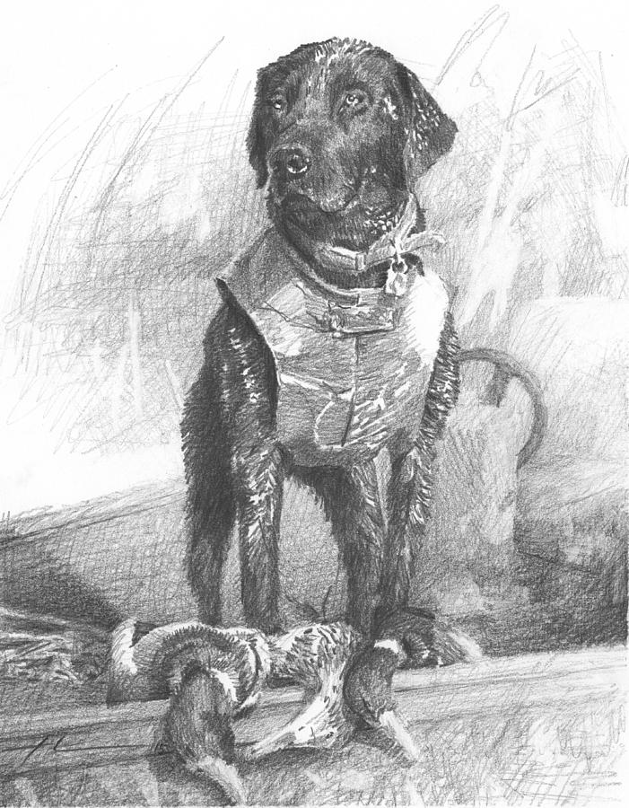 701x900 black labrador duck hunting pencil portrait drawing - Duck Hunting Drawings