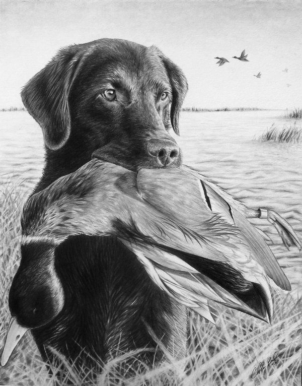 600x766 Dog And Duck - Duck Hunting Drawings