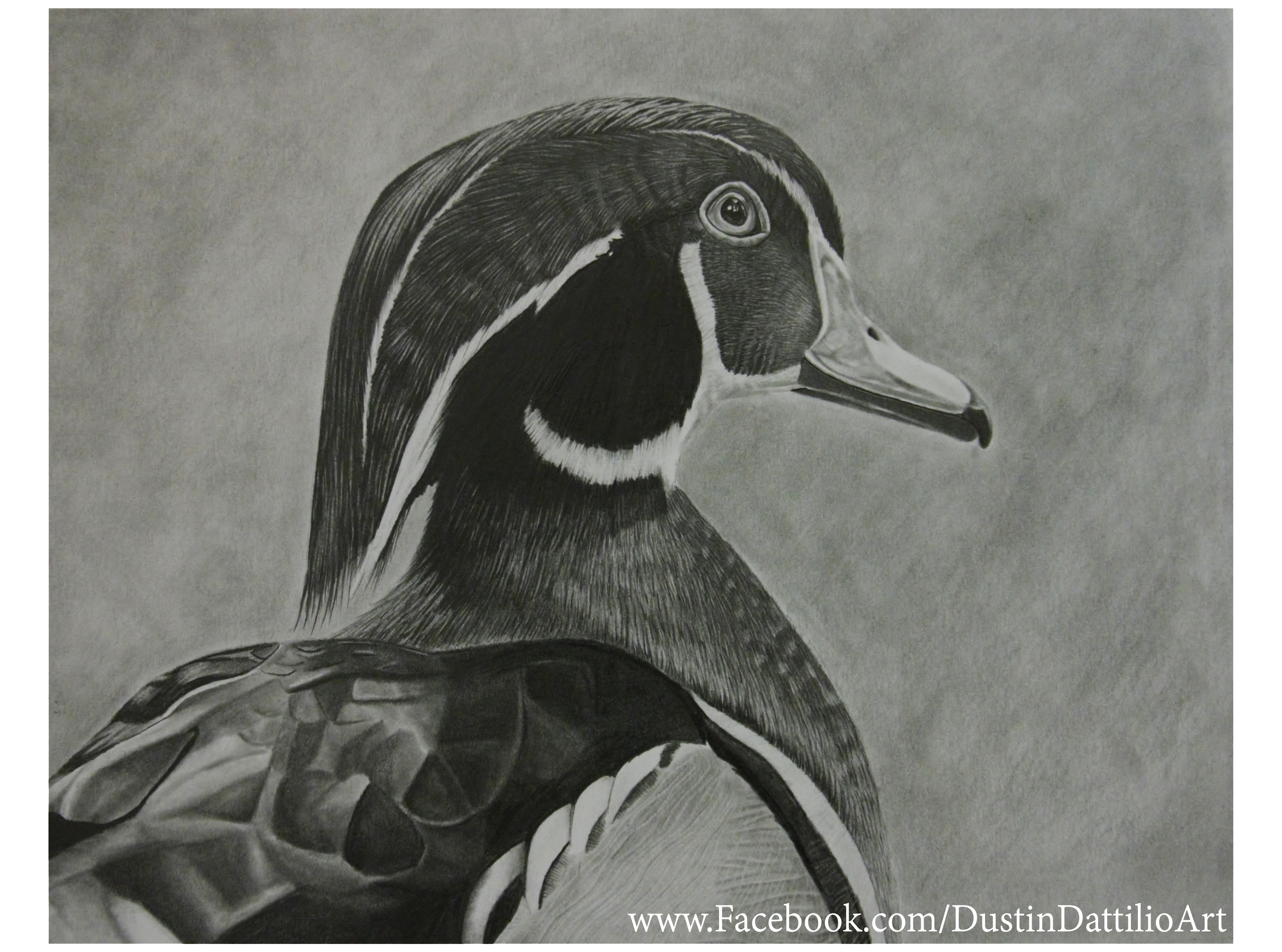 3360x2496 Drake Wood Duck Pencil Drawing - Duck Hunting Drawings