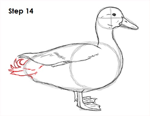 Duck Line Drawing at PaintingValley.com | Explore collection of Duck ...