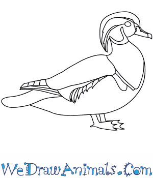 300x350 How To Draw A Wood Duck - Duck Line Drawing