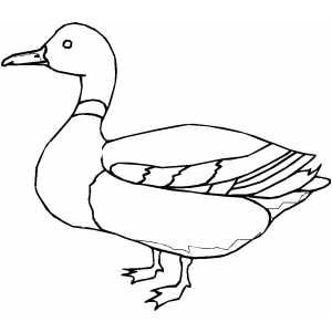 300x300 Mallard Duck Ducks - Duck Line Drawing