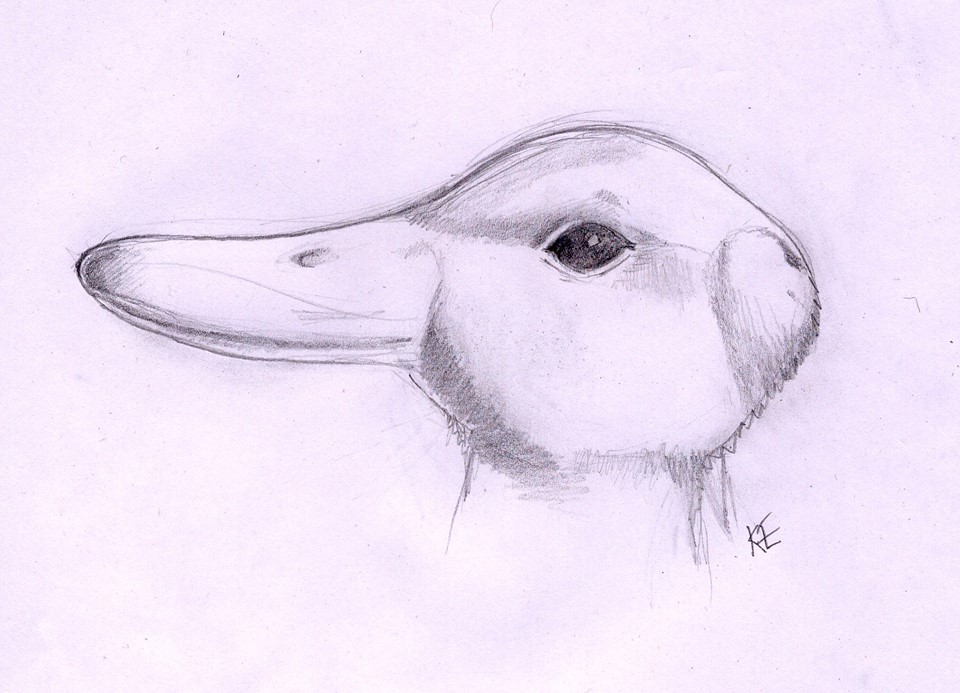 960x693 Duck Rabbit Nomadwarmachine - Duck Or Rabbit Drawing