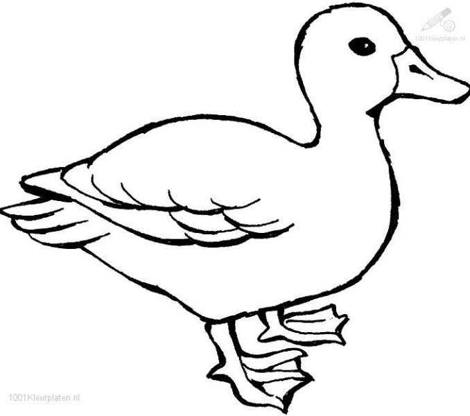 678x600 Duck Drawing Free Download - Duck Outline Drawing