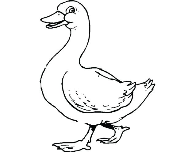 Duck Outline Drawing at PaintingValley.com | Explore collection of Duck ...