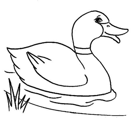 474x435 Mallard Duck Art Acuarela, Pinturas And Pintar - Duck Outline Drawing